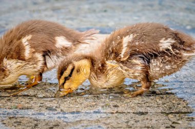 İki Mallard Ördeği Suda Yiyecek Arıyor. Cenevre Gölü, İsviçre