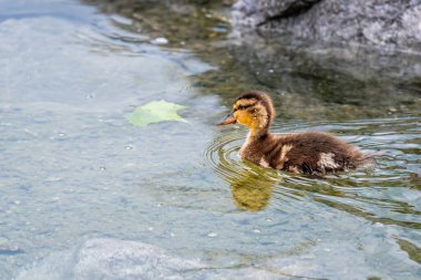 Bir Mallard ördeği suda yaprağın yanında yüzüyor. Cenevre Gölü, İsviçre.