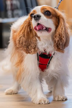 Bir Cavalier King Charles Spaniel Kapalı Kapılar ardında Dil Dışarı.