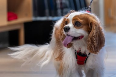 Bir Cavalier King Charles Spaniel Kapalı Kapılar ardında Dil Dışarı.