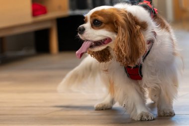 Bir Cavalier King Charles Spaniel Kapalı Kapılar ardında Dil Dışarı.