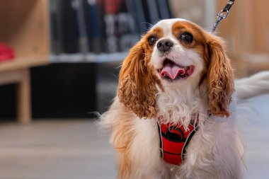 Bir Cavalier King Charles Spaniel Kapalı Kapılar ardında Dil Dışarı.