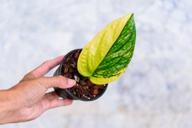 Monstera karstenianum aurea, tencerede çeşitlendirilmiş. 