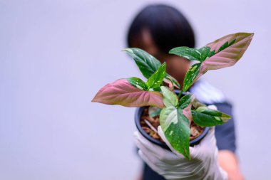 syngonium red spot tricolor in the pot