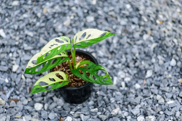 stock image Monstera adansonii albo  variegated giant    