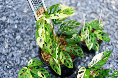 Monstera adansonii albo çeşitlemeli dev    