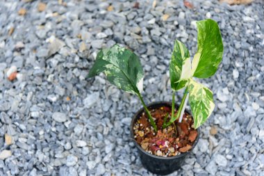 Monstera lechleriana tencerede çeşitlendi.      