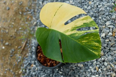 Taze bir canavar yaprağı, tencerede çeşitlendirilmiş.