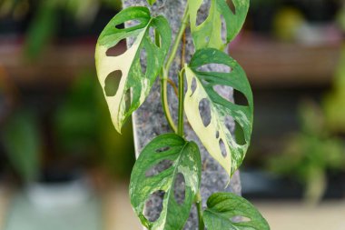 Monstera Acuminata Aurea tencerede çeşitlendi - İsviçre peyniri Aurea çeşitlendi