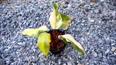 Philodendron Red Emerald variegated / Philodendron Stawberry shake 