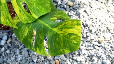 Monstera Acuminata Aurea tencerede çeşitlendi - İsviçre peyniri Aurea çeşitlendi