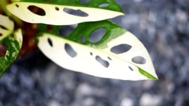Monstera adansonii albo çeşitlemeli dev  