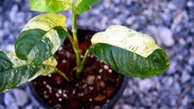 Kavanozda çeşitlendirilmiş raphidofora ergenliği.