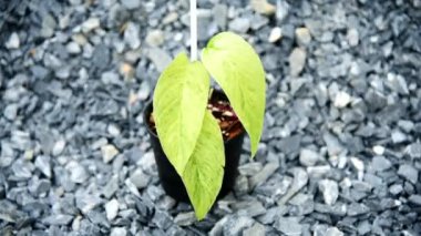 Monstera laniata 'nın taze yaprağı tencerede çeşitli nane şekline bürünmüş.  