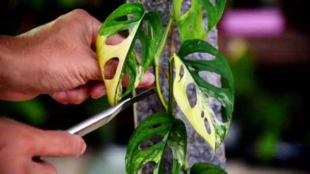 Cutting Monstera Acuminata Aurea Varigated Plant — Stock videók