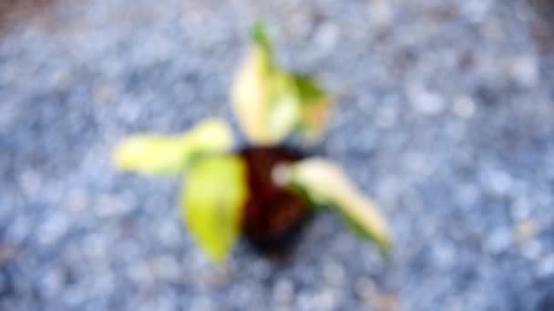 Филодендрон Красный Изумруд Philodendron Stawberry Shake — стоковое видео