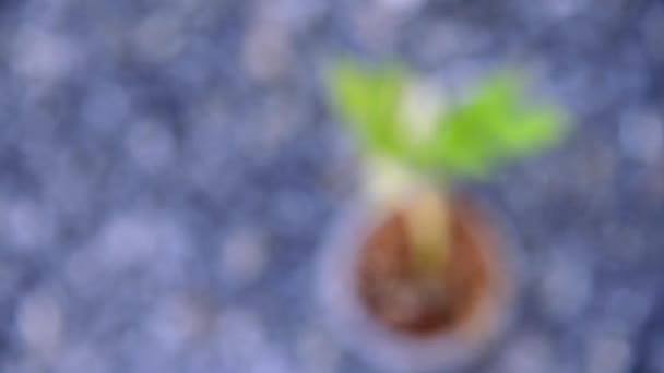 Raphidophora Tetrasperma Variegata Nel Vaso — Video Stock