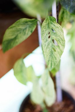 Monstera laniata 'nın taze yaprağı tencerede çeşitli nane şekline bürünmüş.  