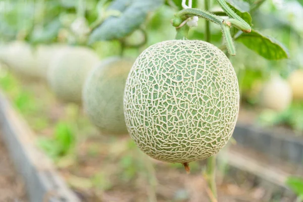 Närbild Till Färsk Grön Melon Växthus Stockbild