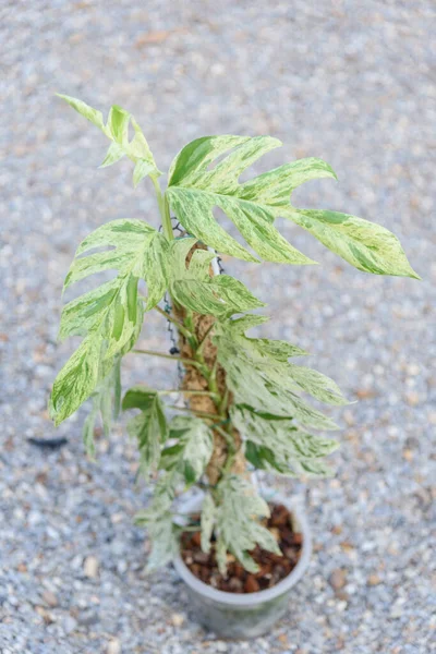 Frisches Blatt Der Epipremnum Pinnatum Marmorpflanze Topf — Stockfoto
