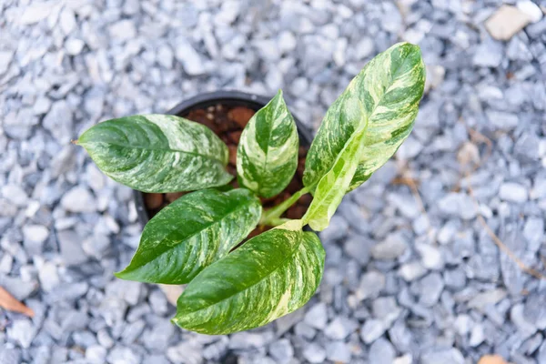 stock image rhaphidophora puberula variegated in the pot 