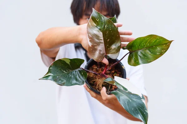 stock image Closeup to philodendron red anderson in the pot 