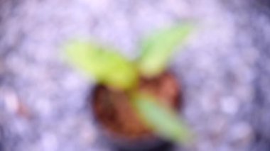 Schismatoglottis sp. Tenceredeki mermer çeşitleri.  