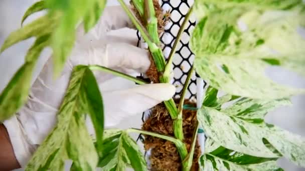 Cortar Hoja Fresca Epipremnum Pinnatum Planta Mármol — Vídeo de stock