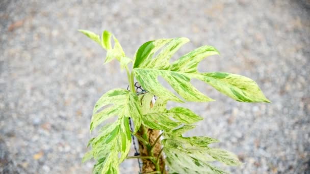 Frisches Blatt Der Epipremnum Pinnatum Marmorpflanze Topf — Stockvideo