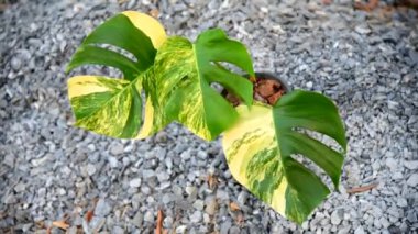 Taze bir canavar yaprağı, tencerede çeşitlendirilmiş.