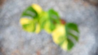 Taze bir canavar yaprağı, tencerede çeşitlendirilmiş.