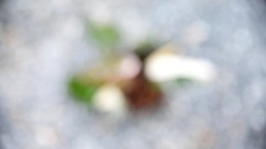 Closeup to philodendron red anderson in the pot