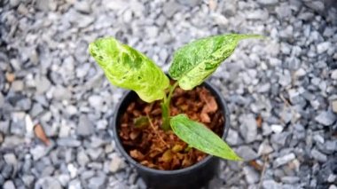 Schismatoglottis sp. Tenceredeki mermer çeşitleri.  