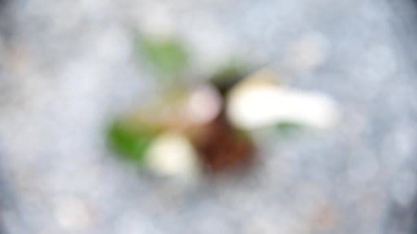 Κοντινό Πλάνο Στο Philodendron Red Anderson Στην Κατσαρόλα — Αρχείο Βίντεο