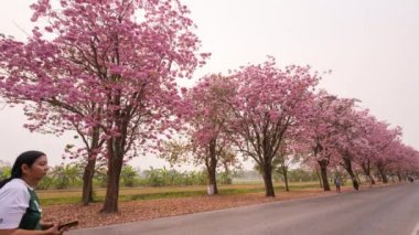 Nakhonpathom, Tayland - 12 Mart 2023: Tabebuia Rosea Festivali Sokak ve Kasetsart Üniversitesi Gezgini