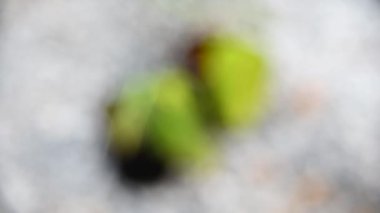 Philodendron Melanochrysum saksıda çeşitlendirilmiş.