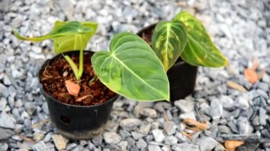 Philodendron Melanochrysum saksıda çeşitlendirilmiş.