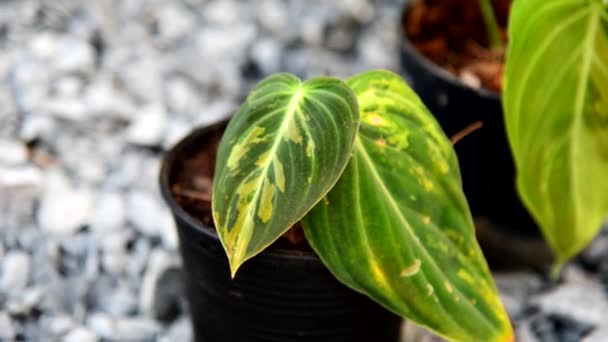 Philodendron Melanochrysum Варіювався Горщику — стокове відео