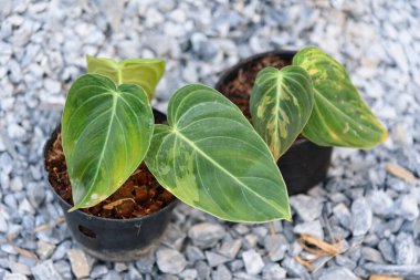 Philodendron Melanochrysum saksıda çeşitlendirilmiş.