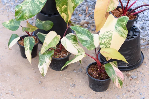 Philodendron Red Emerald Variegated Philodendron Stawberry Shake Royaltyfria Stockfoton