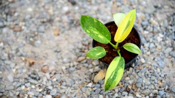Fokus Closeup Philodendron Green Congo Hybrid Dalam Pot — Stok Video