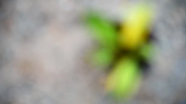 Yakın çekim odağı Philodendron Yeşil Kongo Hibrit in the pot