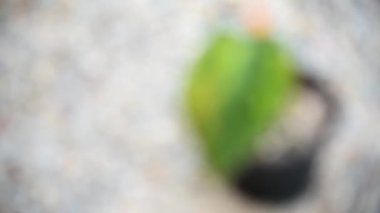 Demlikte Philodendron Hederaceum 'a (Micans) yakın çekim çeşitliliği
