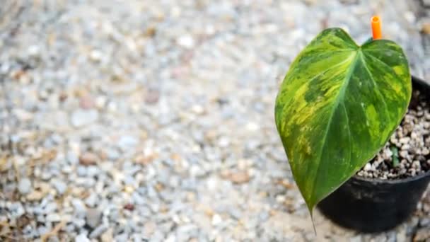 Closeup Para Philodendron Hederaceum Micans Varigado Pote — Vídeo de Stock