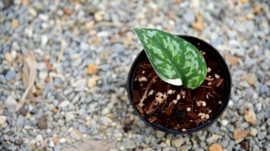 Tenceredeki scindapsus mayari yaprağına yakın.    