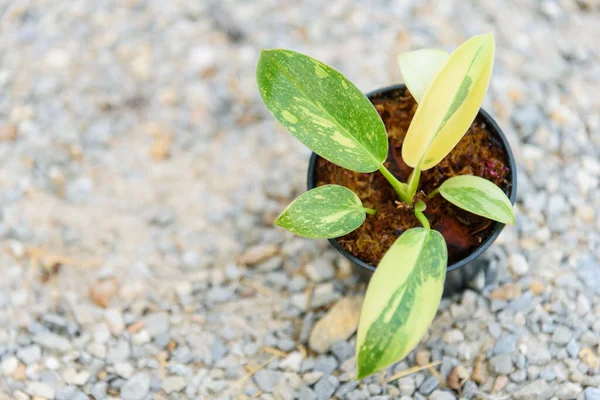 Philodendron Green Congo Hybrid Pot Stock Image