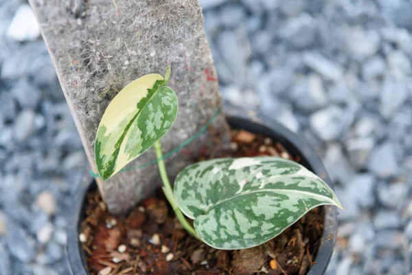 stock image Closeup to leaf of scindapsus mayari in the pot 