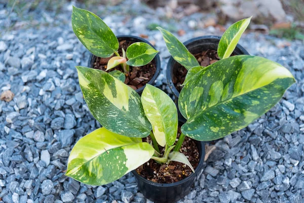 Philodendron Grön Congo Hybrid Potten Stockbild
