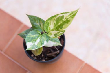 Küçük Anthurium Rönesans 'a yakınlık çömlekte farklılık gösterir.   