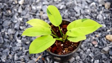 Philodendron Ruaysap Mermer Çeşitliliğine Yaklaş 